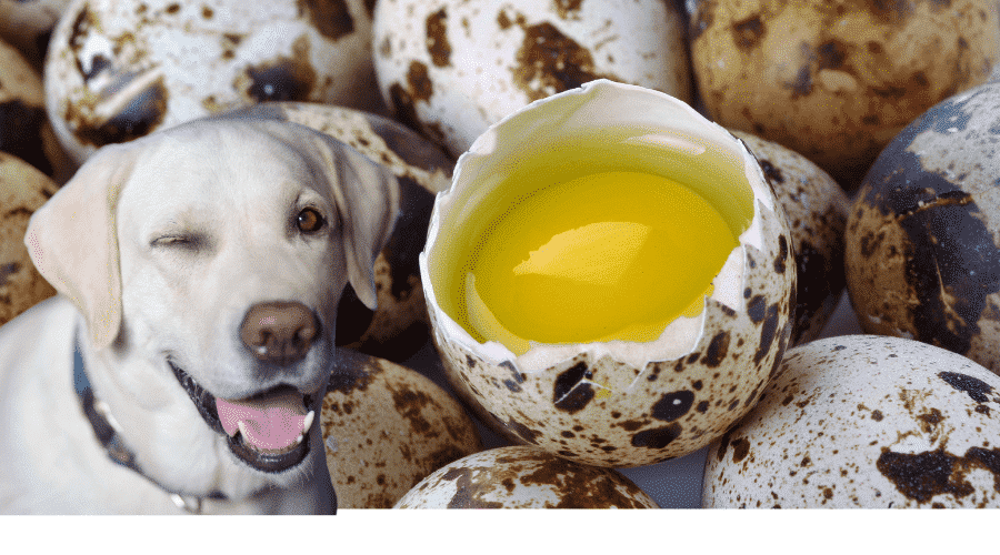 Are Quail Eggs Safe For Dogs