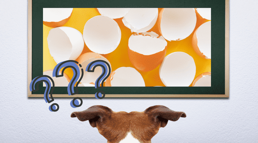 Can Dogs Eat Raw Eggshells