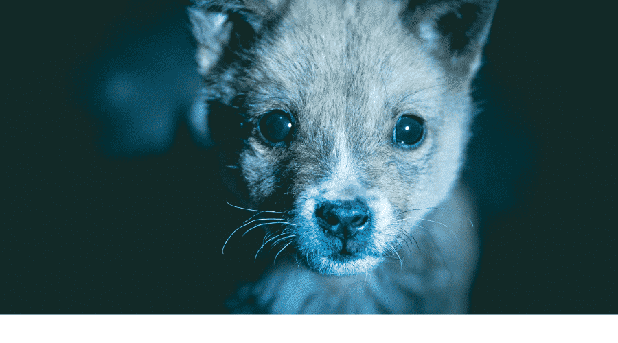 Help My Puppy at Midnight