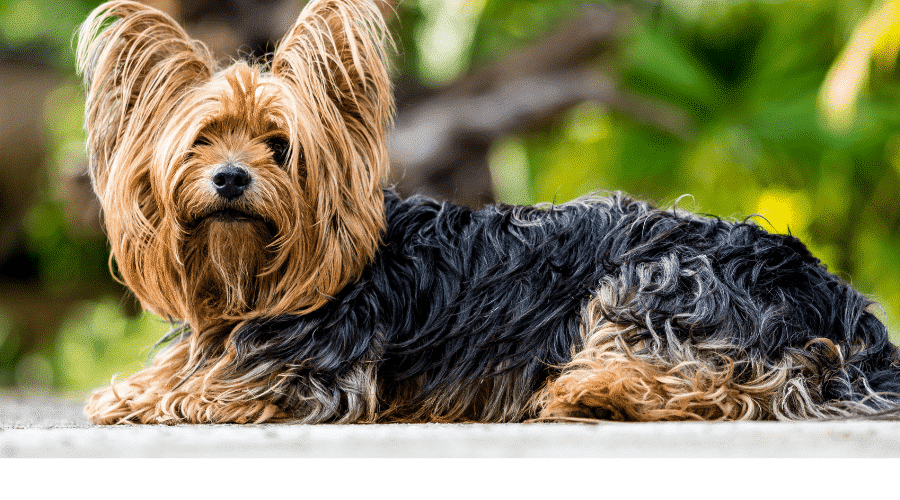 Yorkshire Terrier Don't Grow