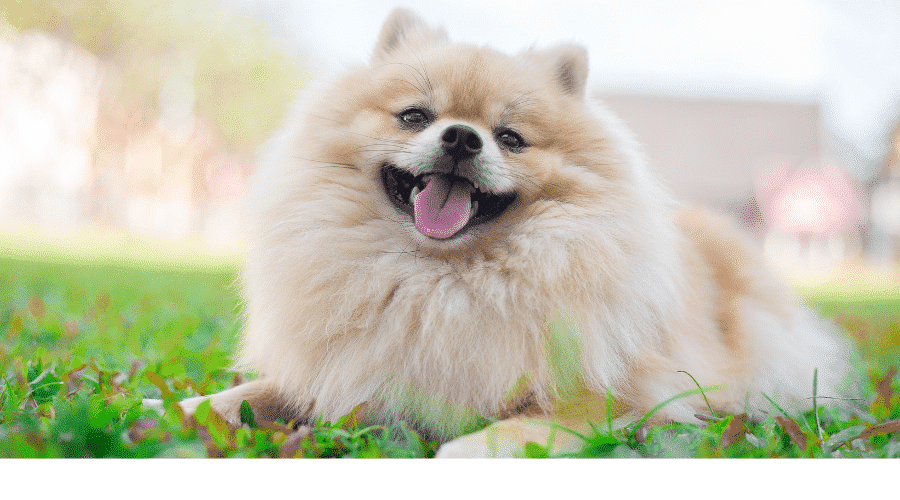 Pomeranian dog breed Don't Grow