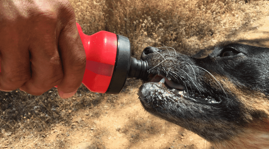 Drinks Dog Can Have Beside Water
