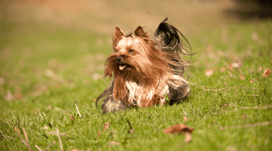 Early Pregnancy Signs of Yorkies