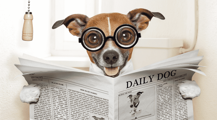 Causes of Puppies’ Diarrhea