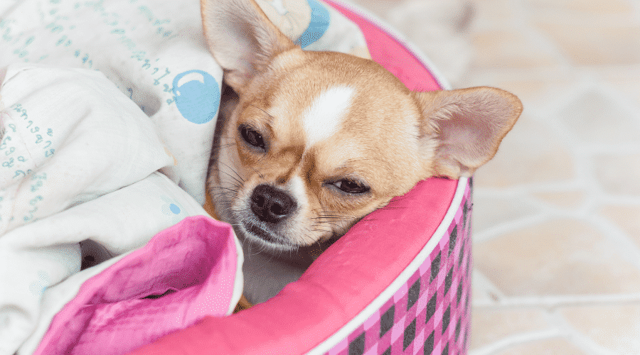 Puppy With Runny Nose Possible Causes