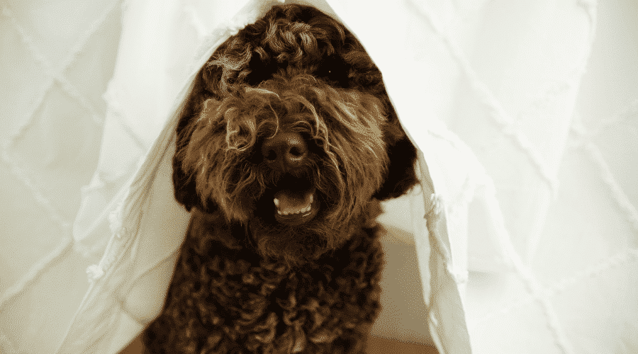 dogs can end up with growths