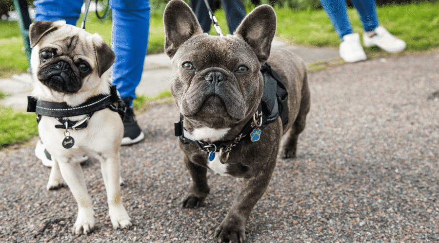 Dog Walking