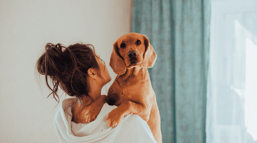 if your dog has the flu
