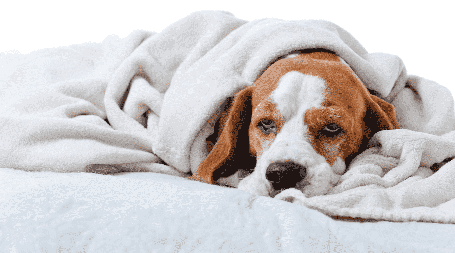 Symptoms Your Pet Will Have If He is Poisoned