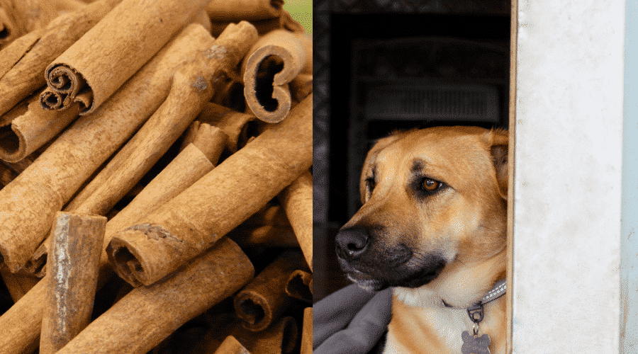 Cinnamon Has Health Benefits To Dogs