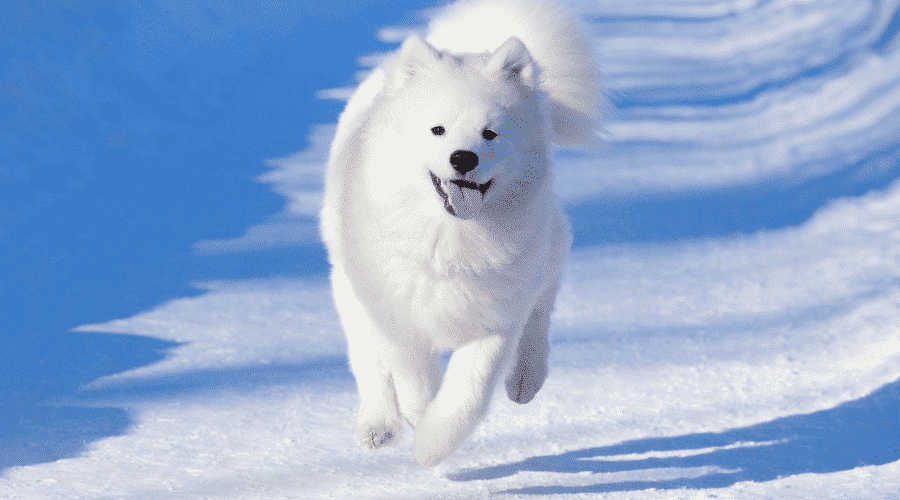 Samoyed dog like husky