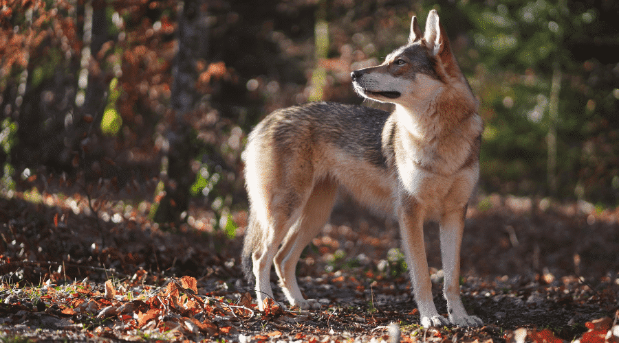 Tamaskan Dog