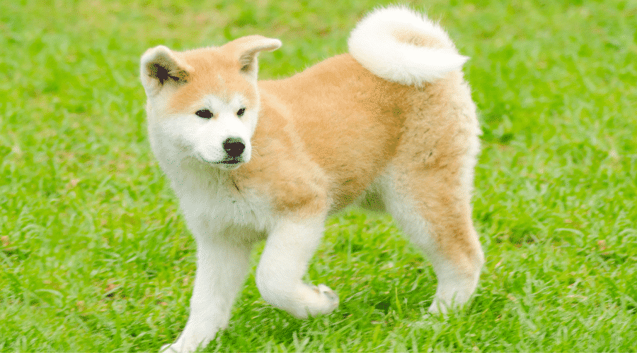 Akita Inu may look like huskies