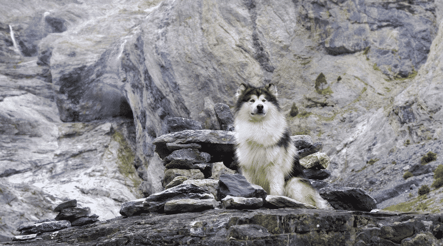 Malamutes and huskies look similar