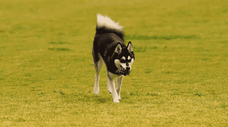 Alaskan Klee Kai looks like huskies