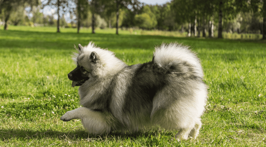 Keeshond dog breed