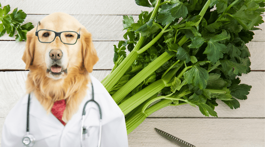 Dangers Of Eating Celery For Your Dog