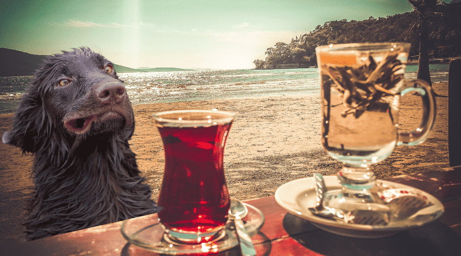 Health Benefits Of Sweet Tea for Dogs
