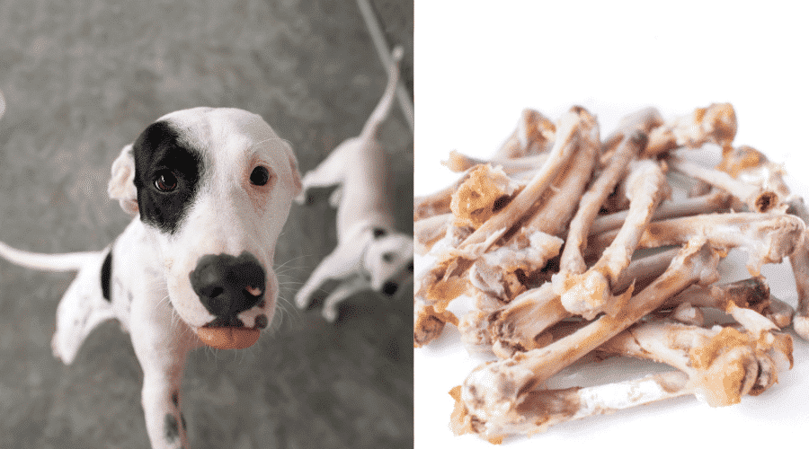dogs digest chicken bones?