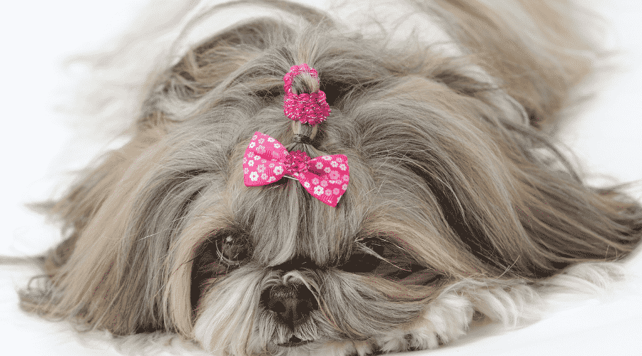 Eye Problems in Shih Tzu