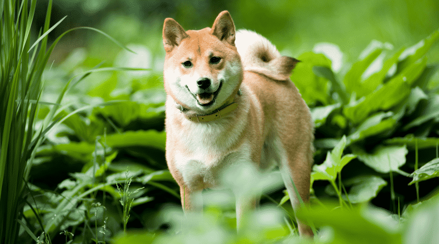 Are Shiba Inu Hypoallergenic