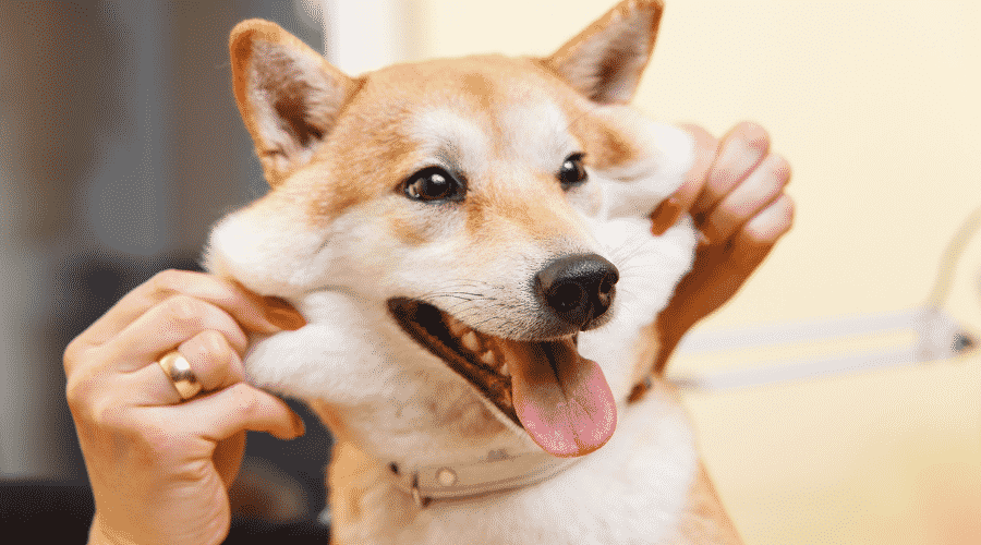 avoid allergy reactions from Shiba Inu