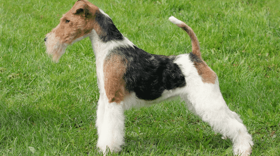Wire Fox Terrier hypoallergenic dog guard