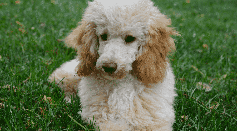 Hypoallergenic Guard Dogs Breed poodles