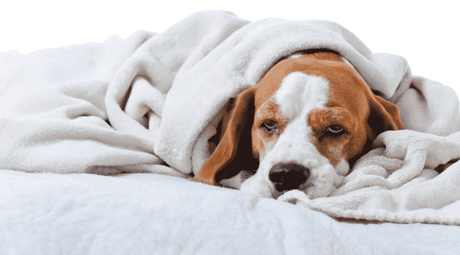 symptoms of dog seizures