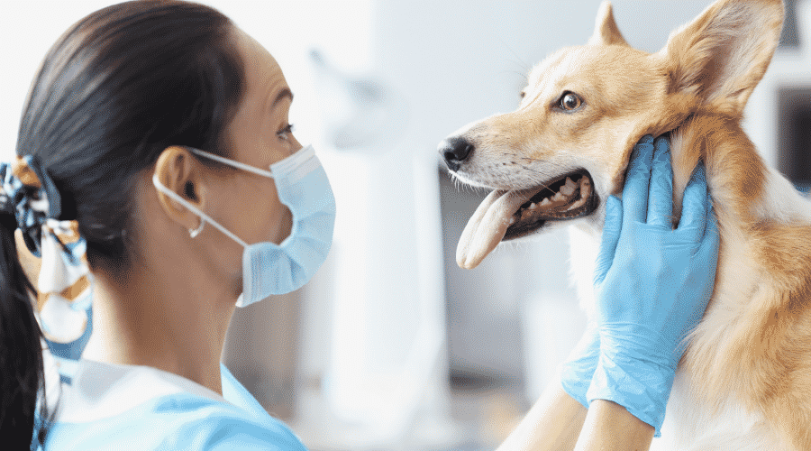 When Should You Take Him To A Vet