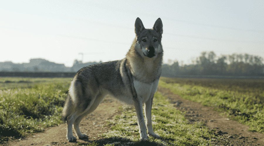 Czechoslovakian Wolfdog dog breed like wolf