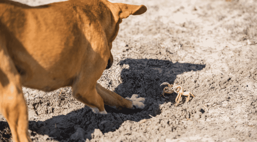 Imitation Crab Meat for Dogs