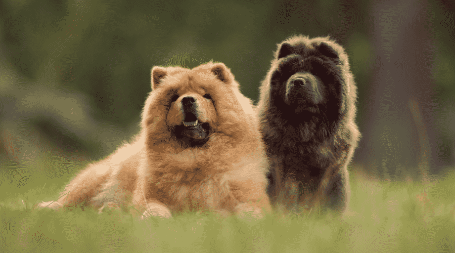 Chow Chow