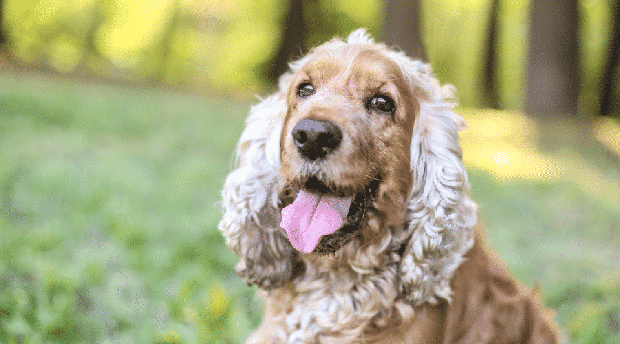 English Cocker Spaniels dog breeds long ears