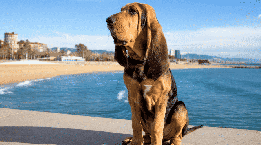 Bloodhound