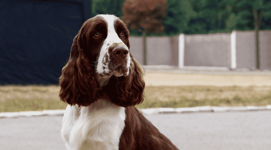 English Springer Spaniel dog breeds long ears