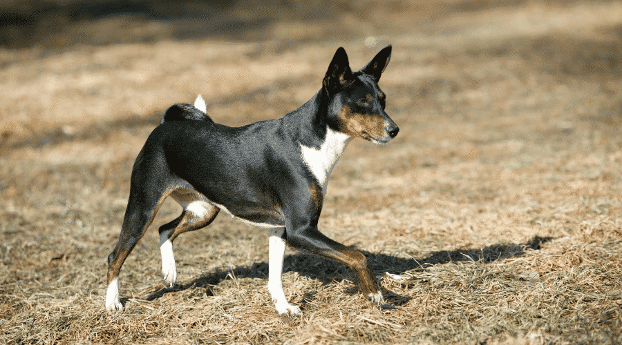 Basenji dogs dont shed