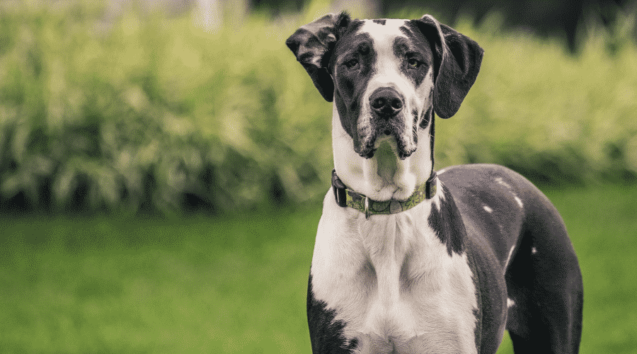 Great Dane dog breeds bark least