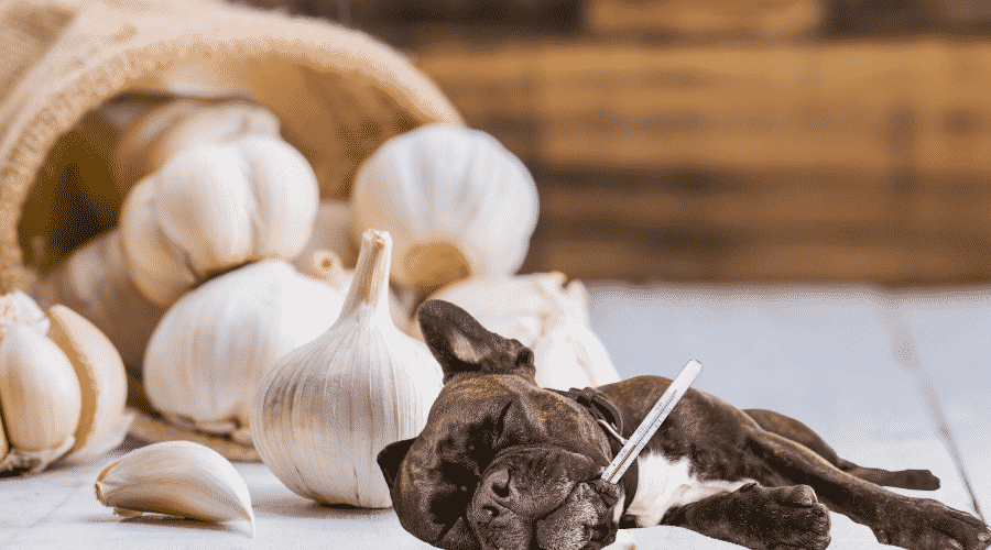 Dogs Ate Garlic