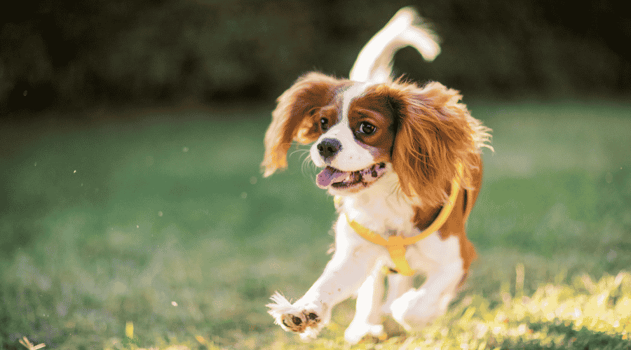 Cavalier King Charles Spaniel good dog breeds apartments