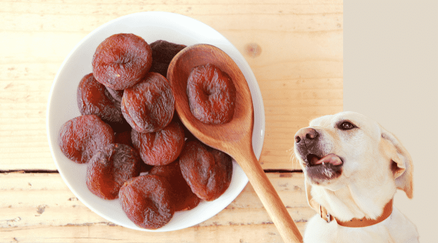 dog Dried Apricots