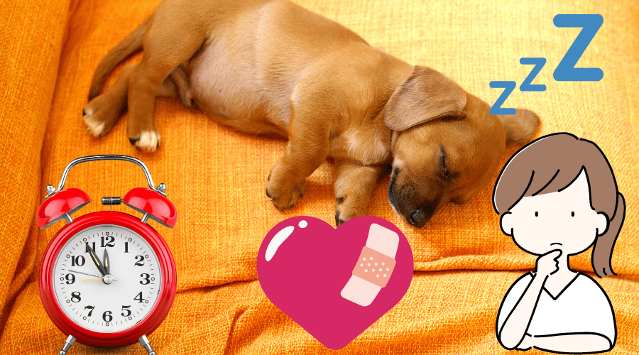 How Often Do Dogs Sleep