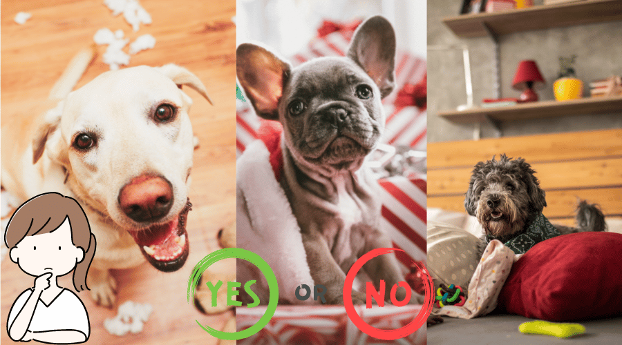 Dogs Who Can Be Left Alone