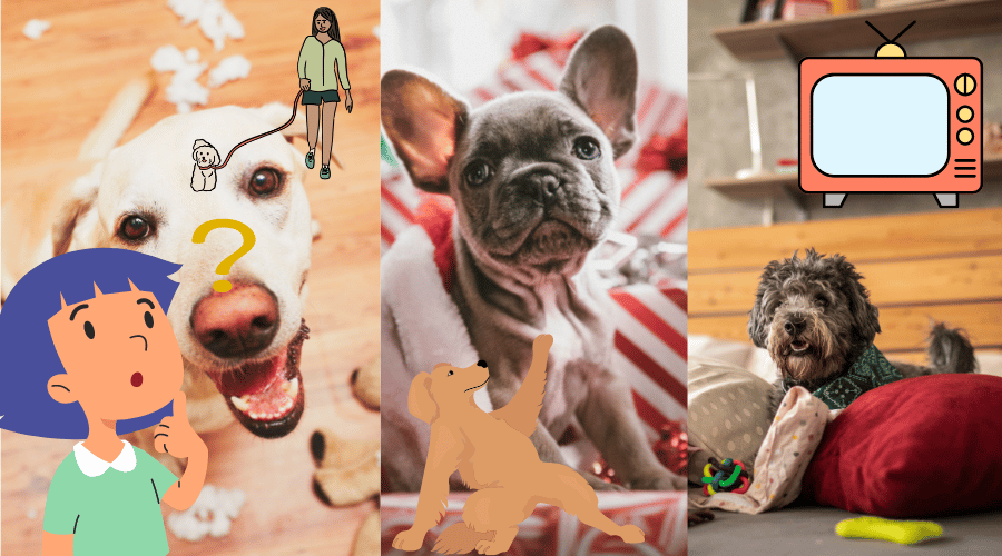 Things You Can Do To Make Being Alone Easier For Your Dog