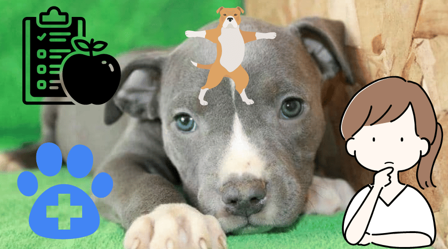 Blue Nose Pitbull Lifespan & Facts
