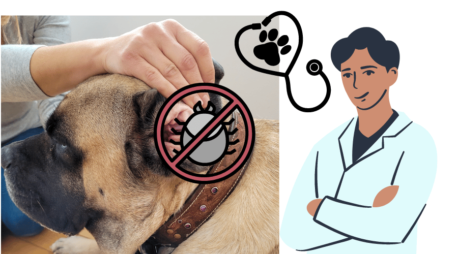 Dog Ear Mites