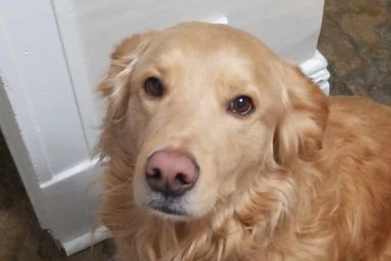 Golden Retrievers pink nose