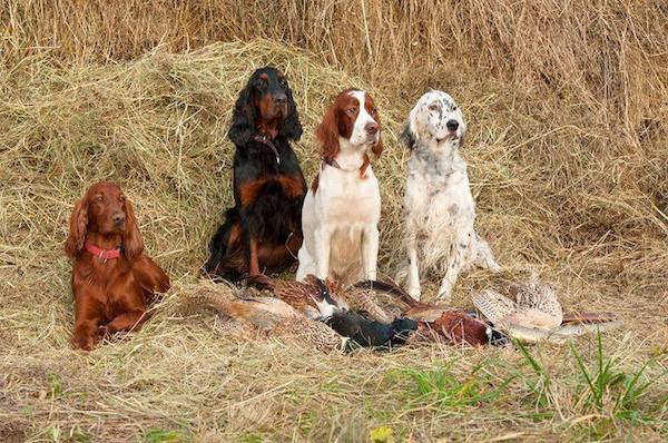 Setter Dogs dog breeds long ears