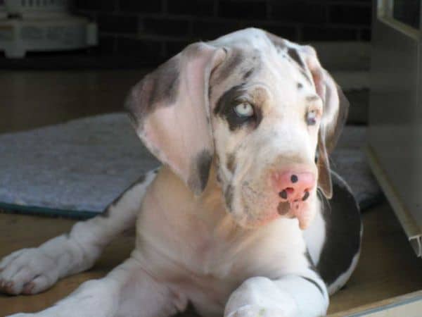 Great Danes pink nose