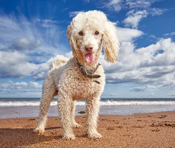 Poodles pink nose